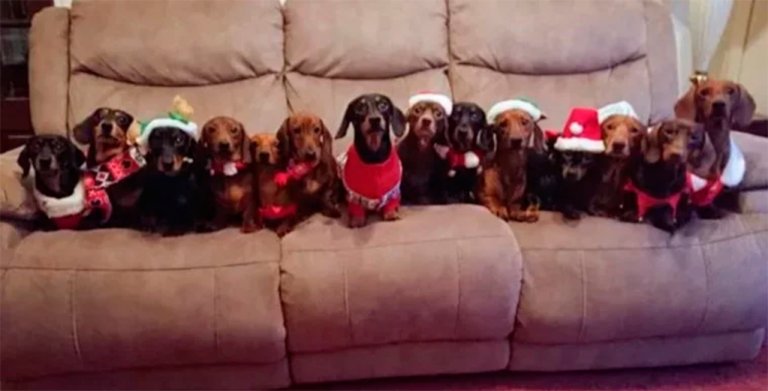 Hombre logra que sus 17 perros posen para la foto perfecta de Navidad